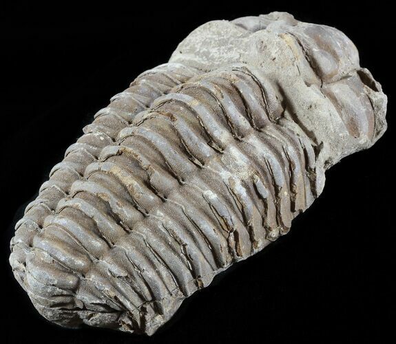 Calymene Trilobite From Morocco #49676